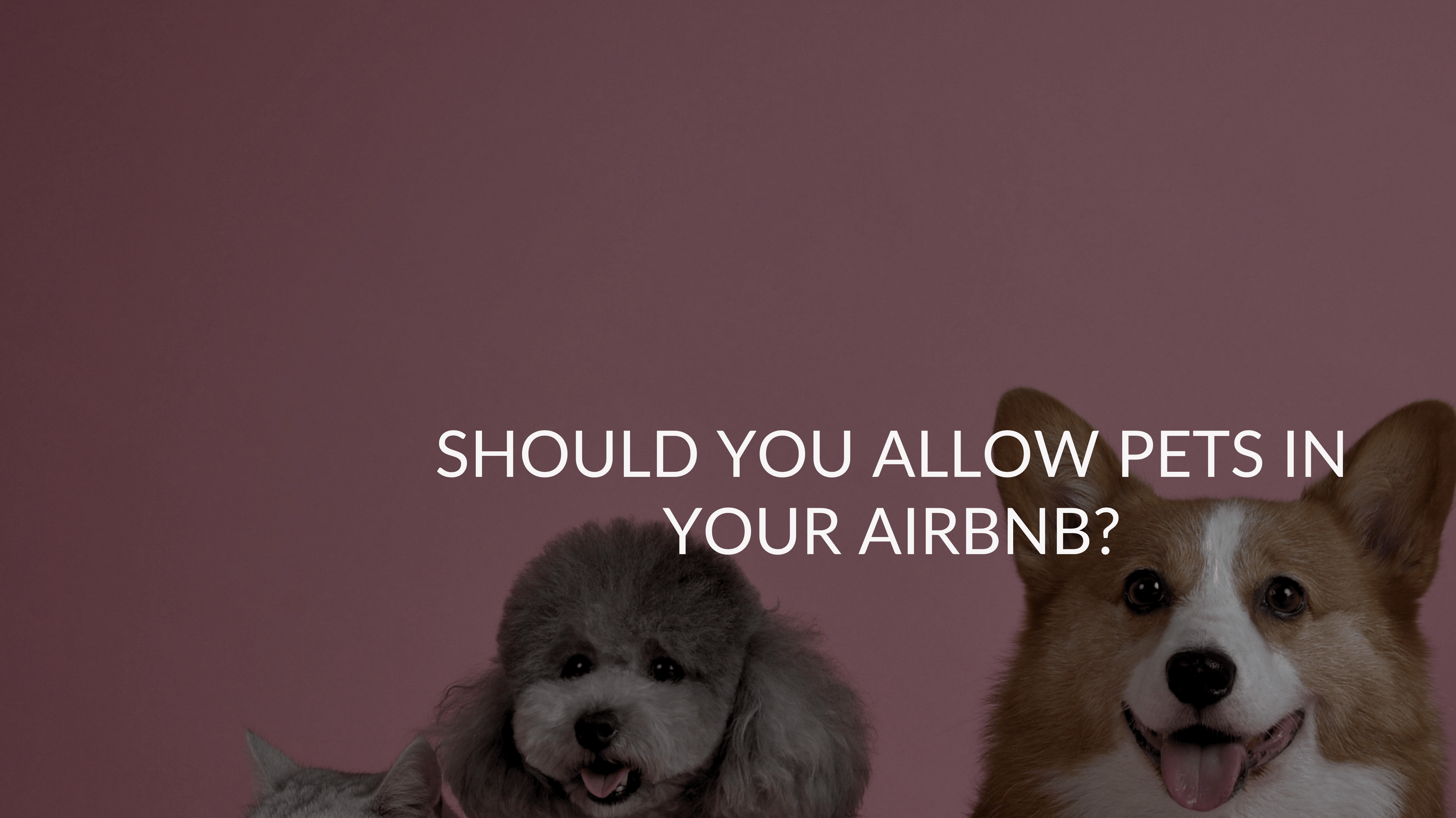 Should You Allow Pets in Your Airbnb?