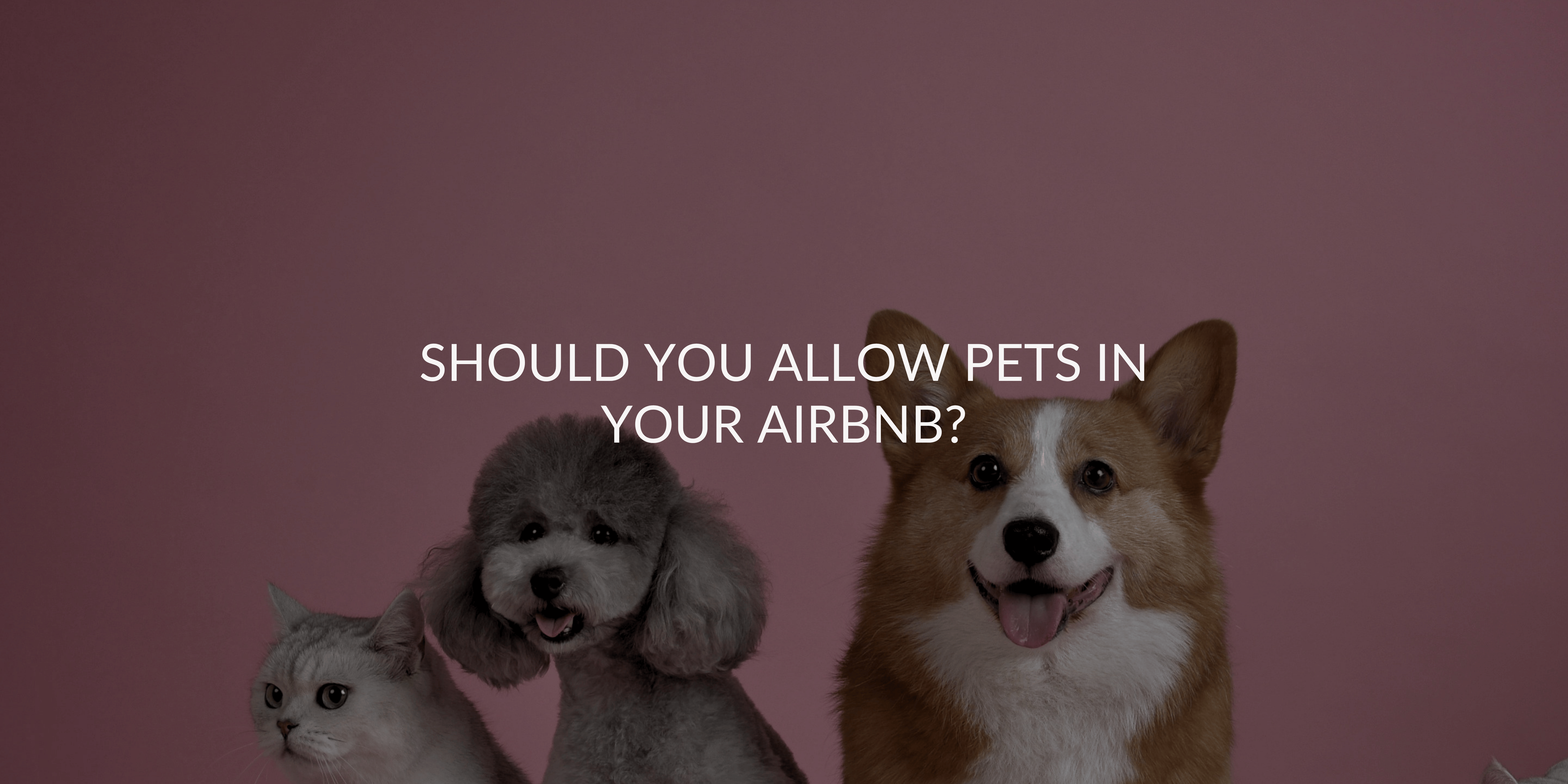 Should You Allow Pets in Your Airbnb?